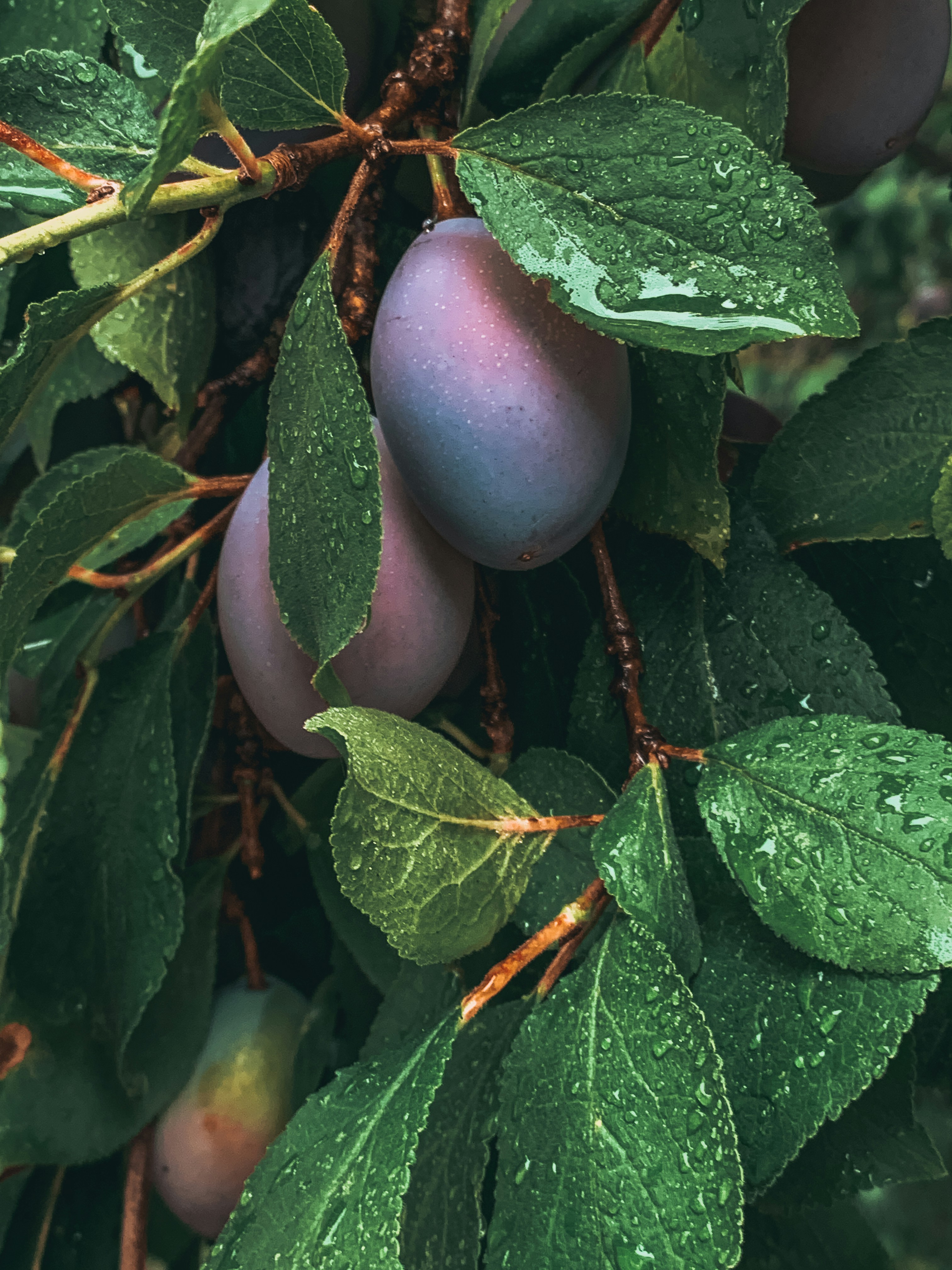 Morceaux de prunes bio lyophilisés 500g
