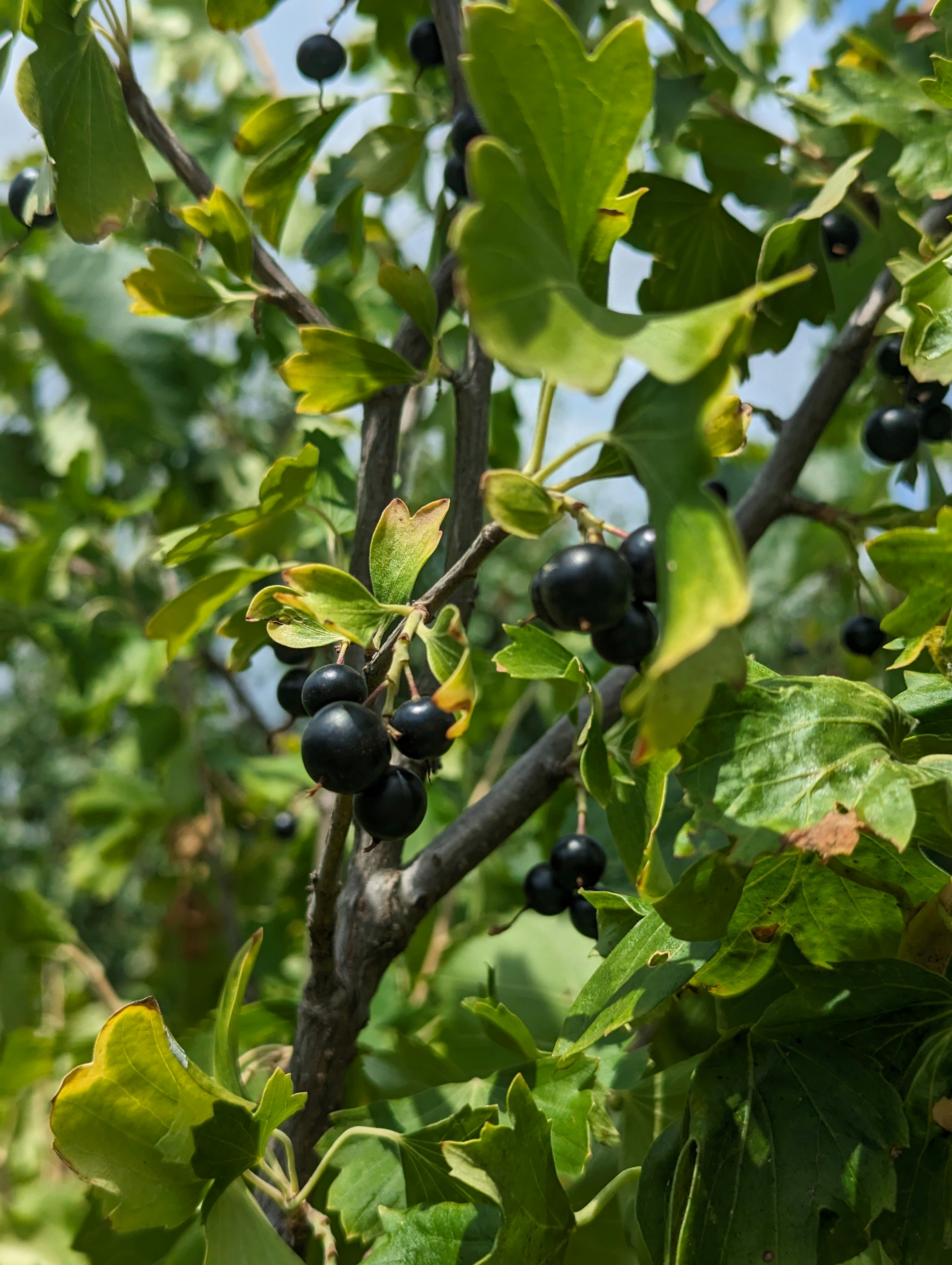 Bio Schwarze Johannisbeeren gefriergetrocknet 13kg