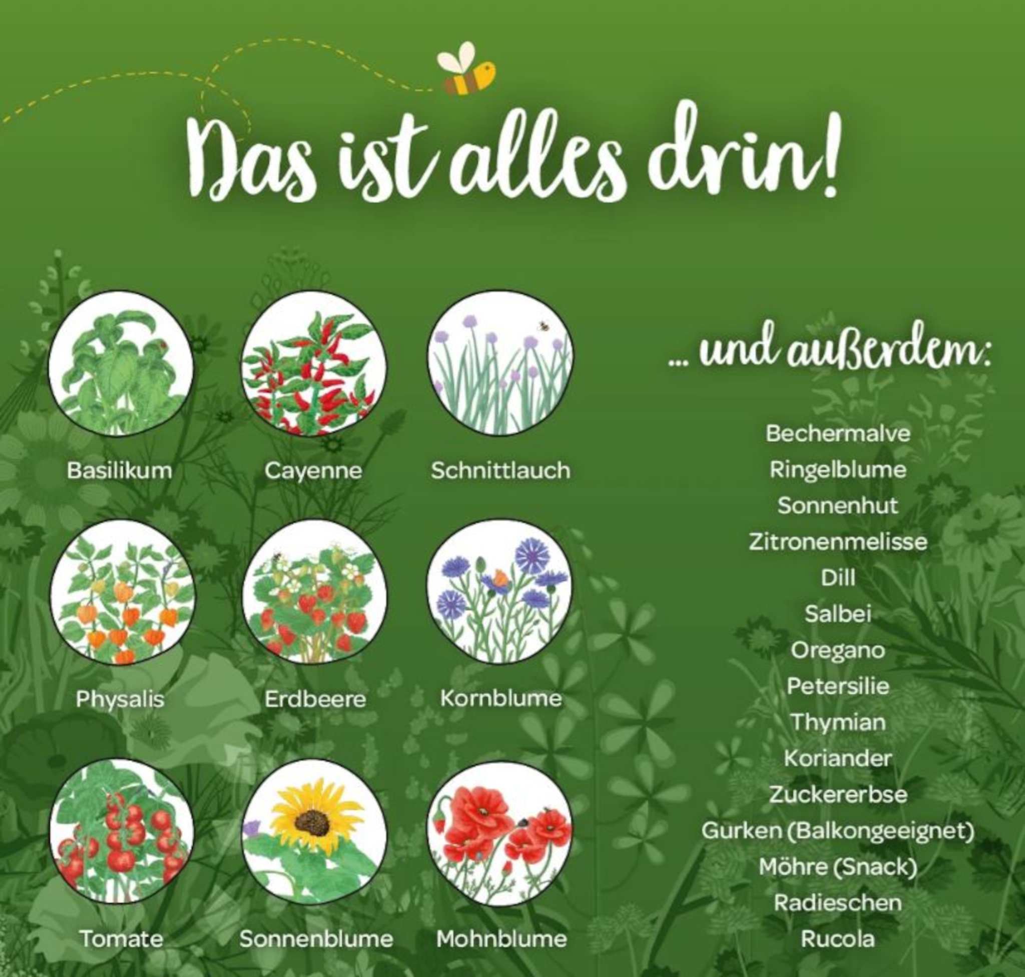 Die Stadtgärtner Calendario dell'Avvento con Semi