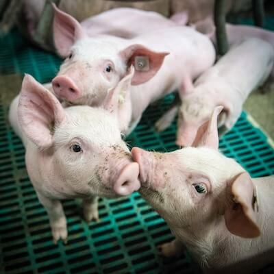 Das Staatliche Tierwohlsiegel