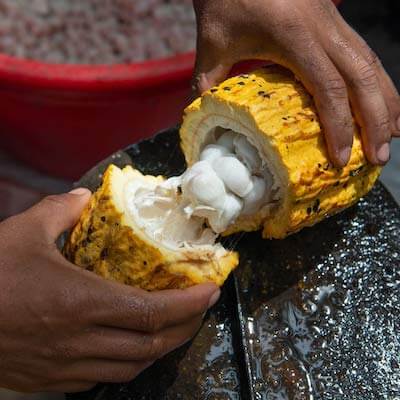 Beurre de cacao bio, Criollo Beurre de cacao bio, Criollo
