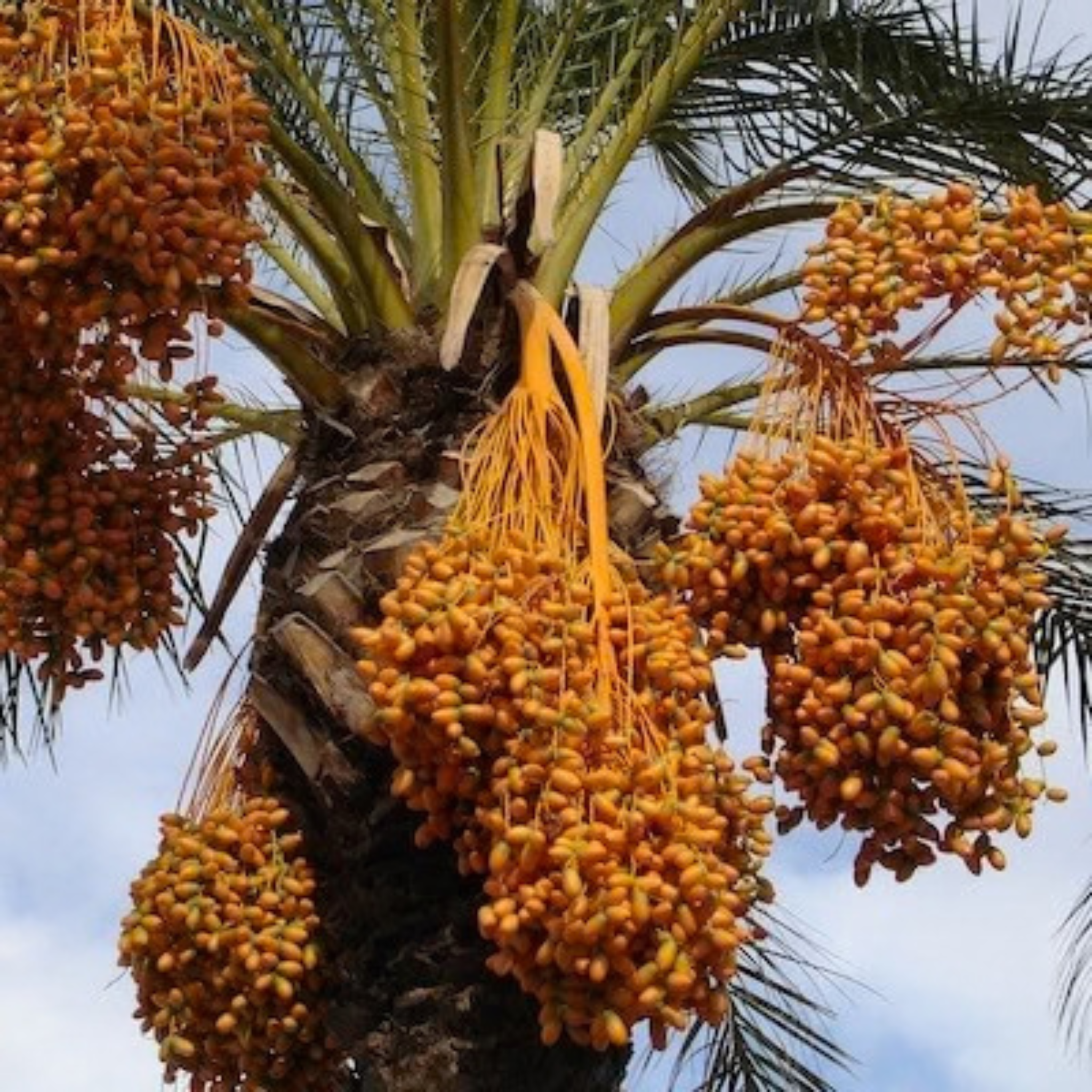 Dattes Deglet Nour bio dénoyautées 5 kg