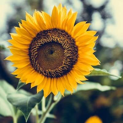 Huile de tournesol bio, pressée à froid