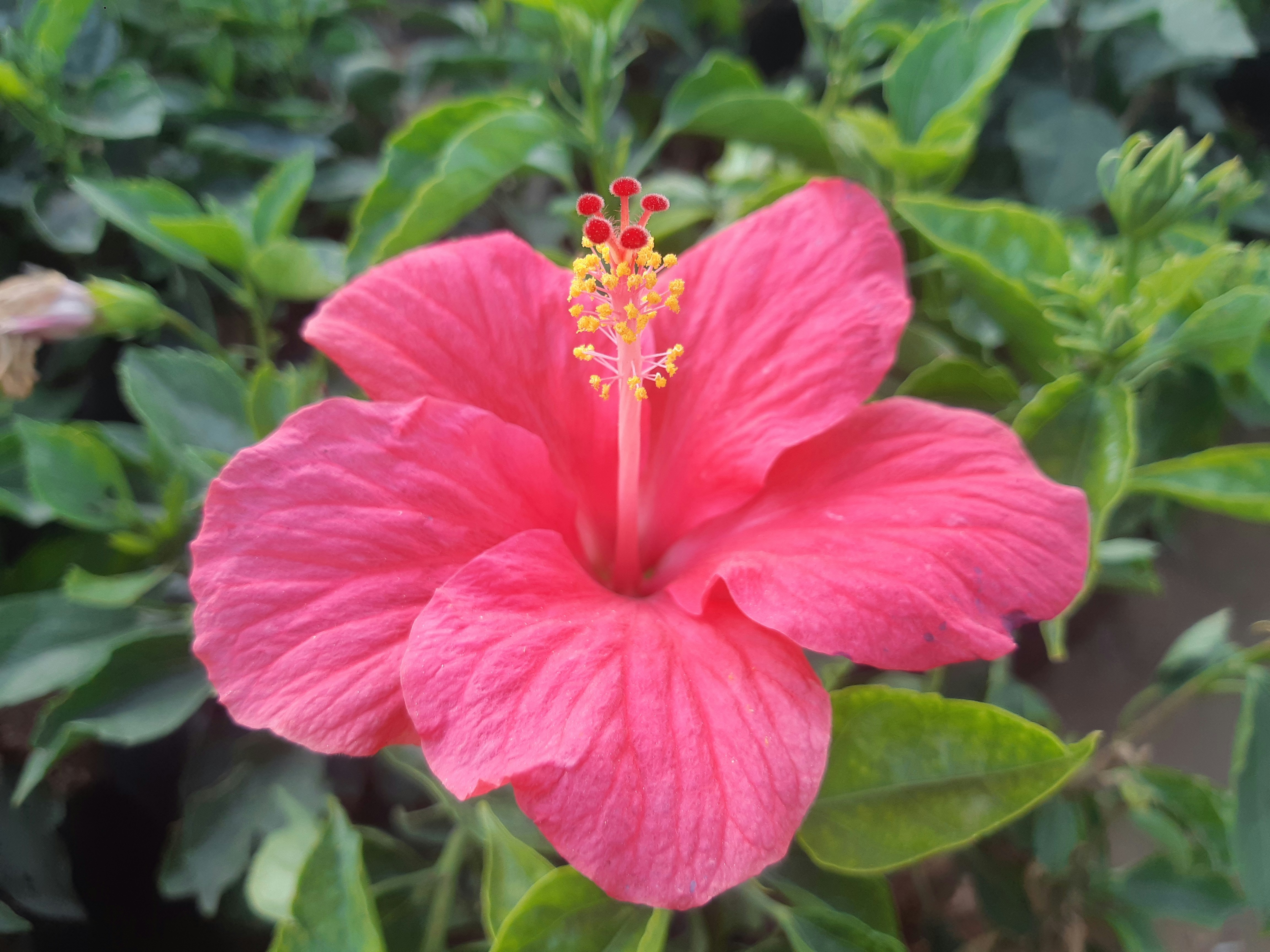 Fleurs d'hibiscus bio entières 250 g