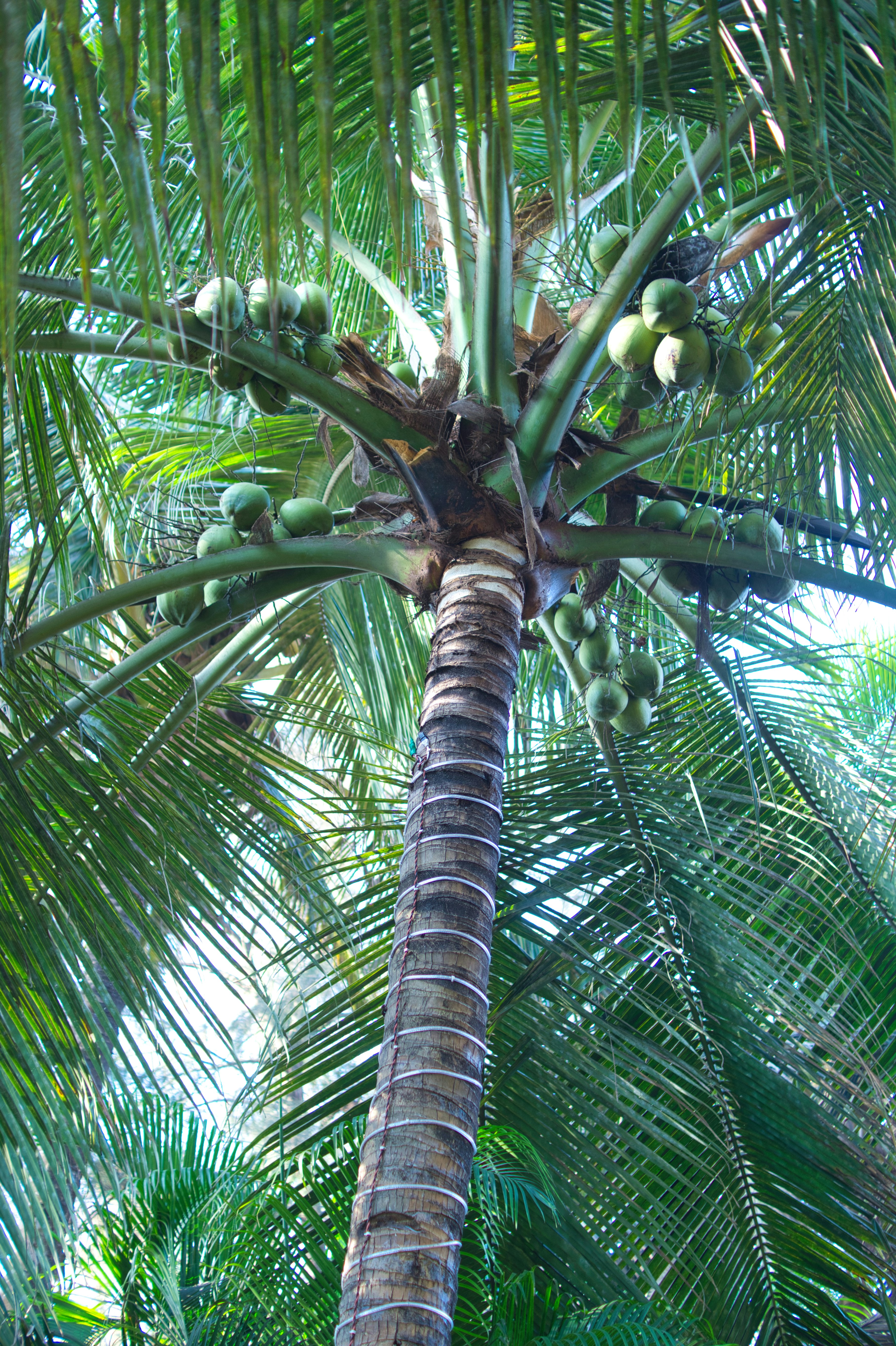 Farine de noix de coco biologique